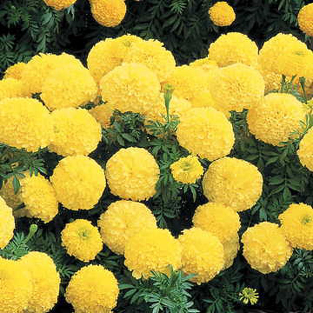 Inca II Primrose Hybrid Marigold Seeds | Primrose Toned Giant Marigold  Heirloom, Non-GMO, High Germination Organic Garden Seeds