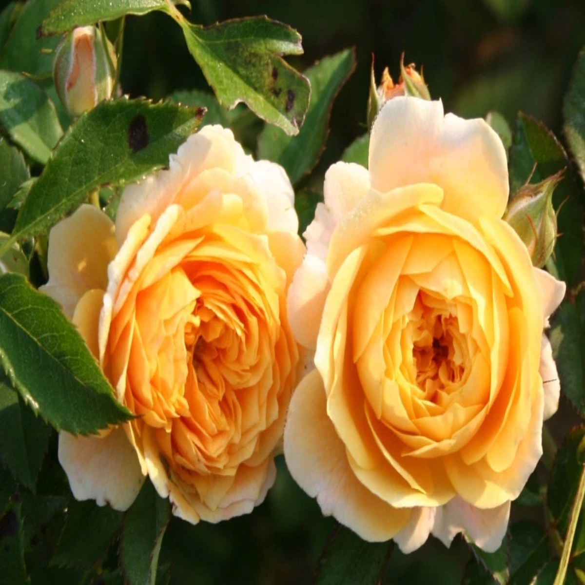Jeri Jennings Rose Seeds Pack Seeds Rose Flower Gardening Seeds  Heirloom, Non-GMO, High Germination Organic Garden Seeds