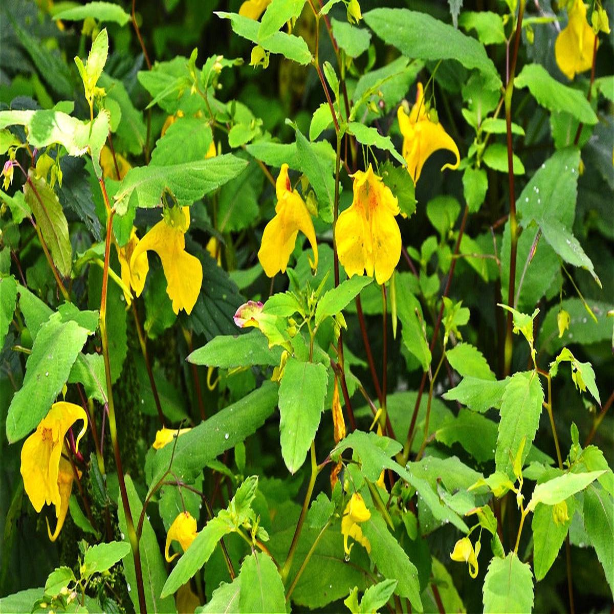 Jewelweed Flower seeds for Planting, Drought Tolerant Heirloom & GMO Free Seeds for Home Garden
