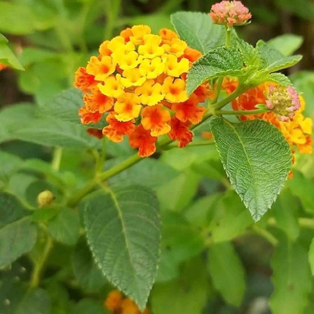 Lantana urticoides Flower Seeds for Planting Heirloom, Non-GMO, Drought-Tolerant, Perennial