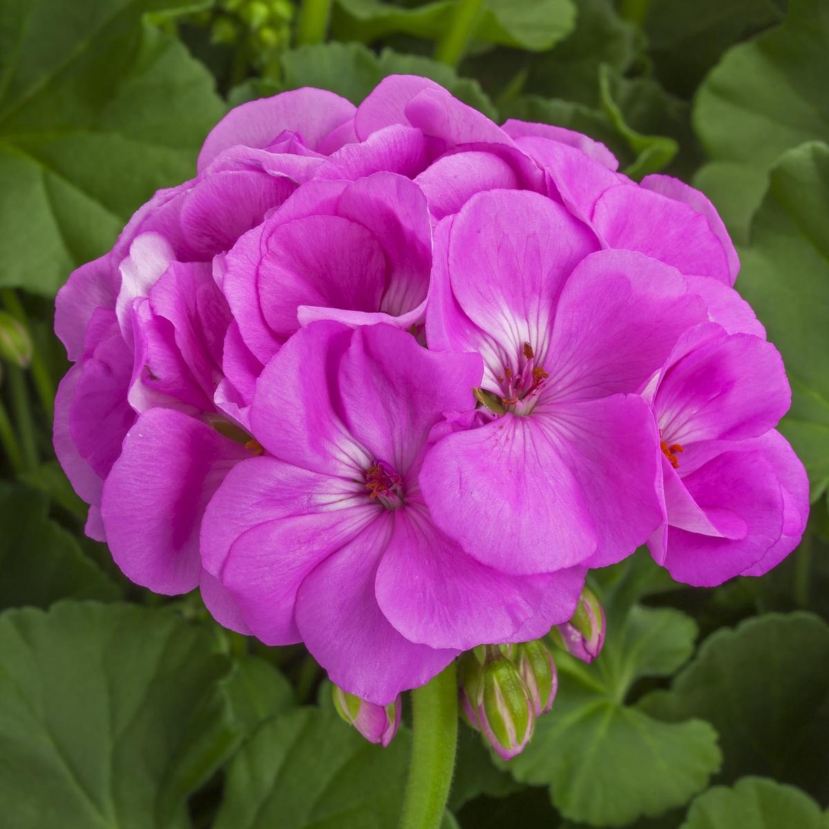 Lavender Pelargonium Flower Seeds for Planting  Heirloom, Non-GMO, High Germination Organic Garden Seeds