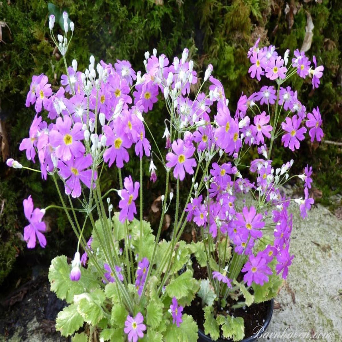 Lavender Primula Malacoides Flower Seeds Heirloom Non-GMO High Germination Organic Garden Seeds for Planting