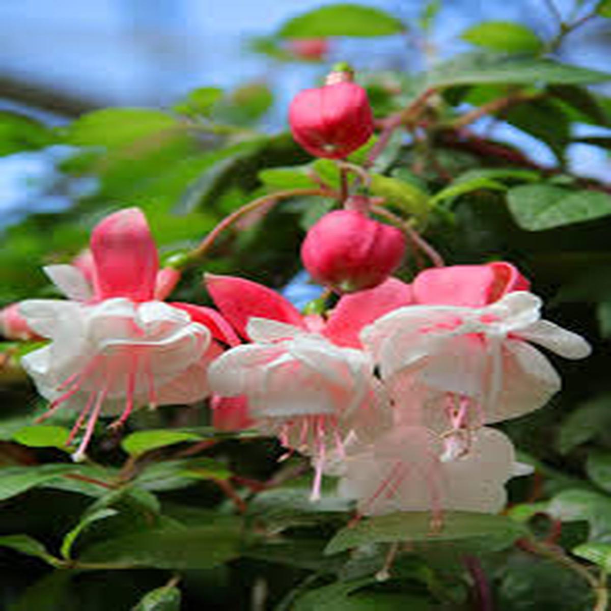 Light Pink Red Fuchsia Flower Seeds for Planting  Heirloom, Non-GMO, High Germination Organic Garden Seeds