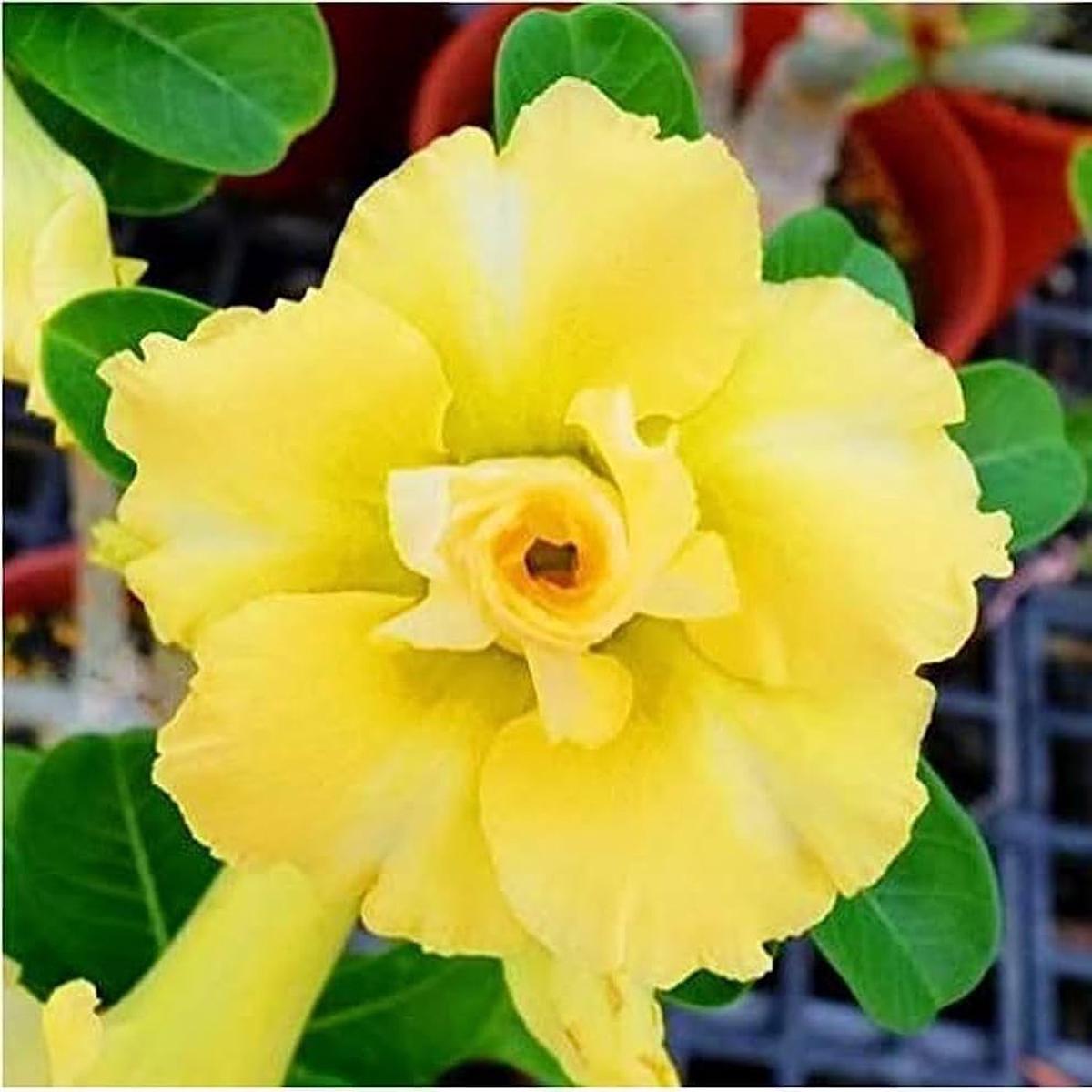 Light Yellow Adenium Obesum Flower Seeds for Planting  Heirloom, Non-GMO, High Germination Desert Rose Bonsai Seeds