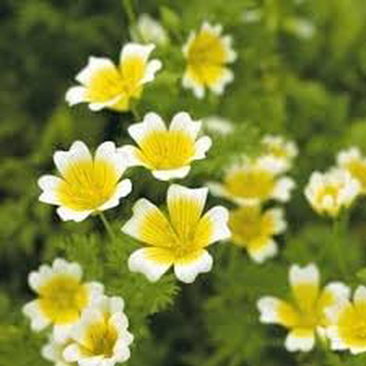 Limnanthes Flower Seeds for Planting  Heirloom, Non-GMO, High Germination Organic Garden Seeds