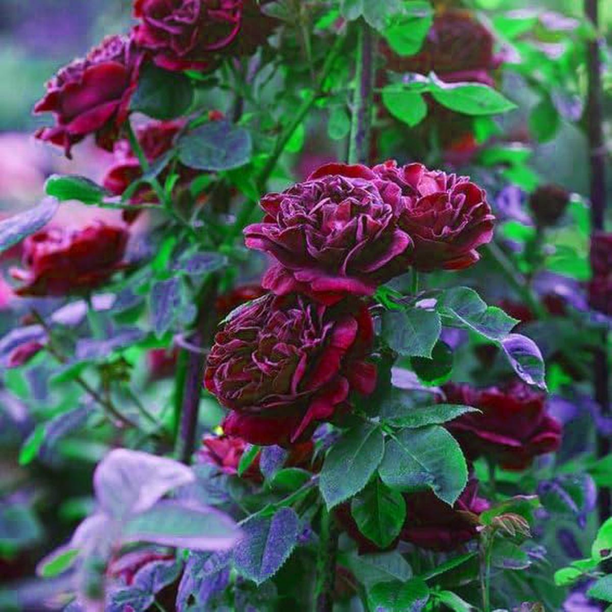 Maroon Climbing Rose Flower Seeds for Planting Sun Loving Heirloom Non-GMO High Germination Organic Garden Seeds