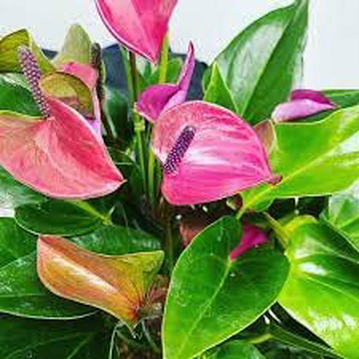 Mixed Colour Anthurium for Planting – Sun Loving, Heirloom & GMO Free Seeds for Home Garden