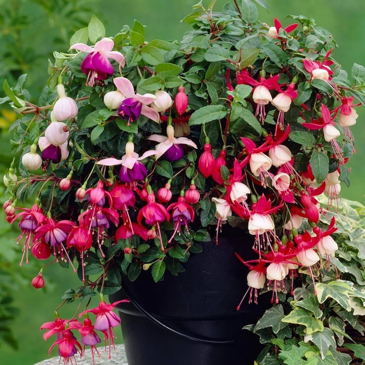 Multi-Colored Fuchsia Flower seeds for Planting  Long Bloom Season, Heirloom, Non-GMO Seeds