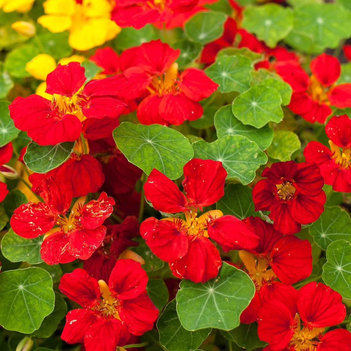 Nasturtium Seeds – Globe of Fire