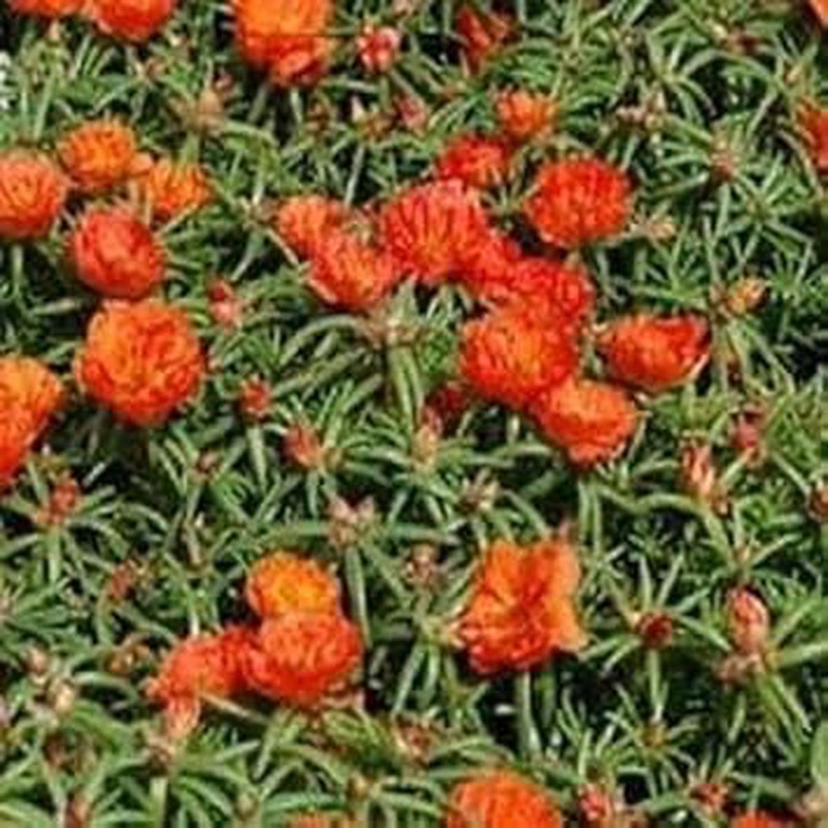 Orange Portulaca Flower Seeds for Planting  Heirloom, Non-GMO, High Germination Organic Garden Seeds