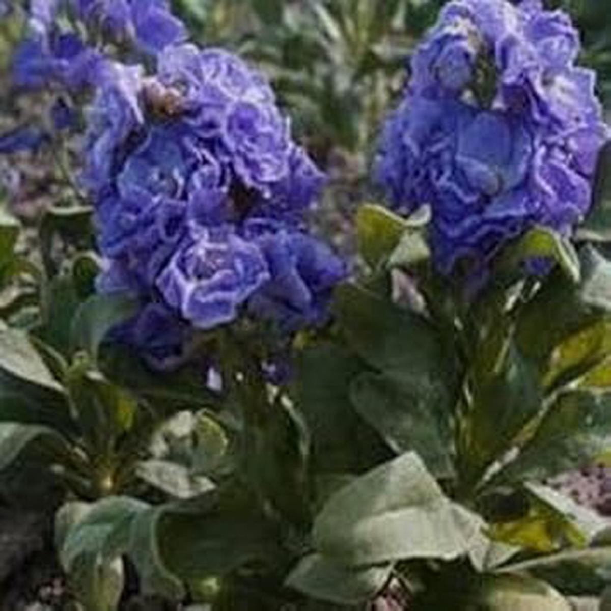 Organic Blue Matthiola Incana Flower Seeds for Planting  Heirloom, Non-GMO
