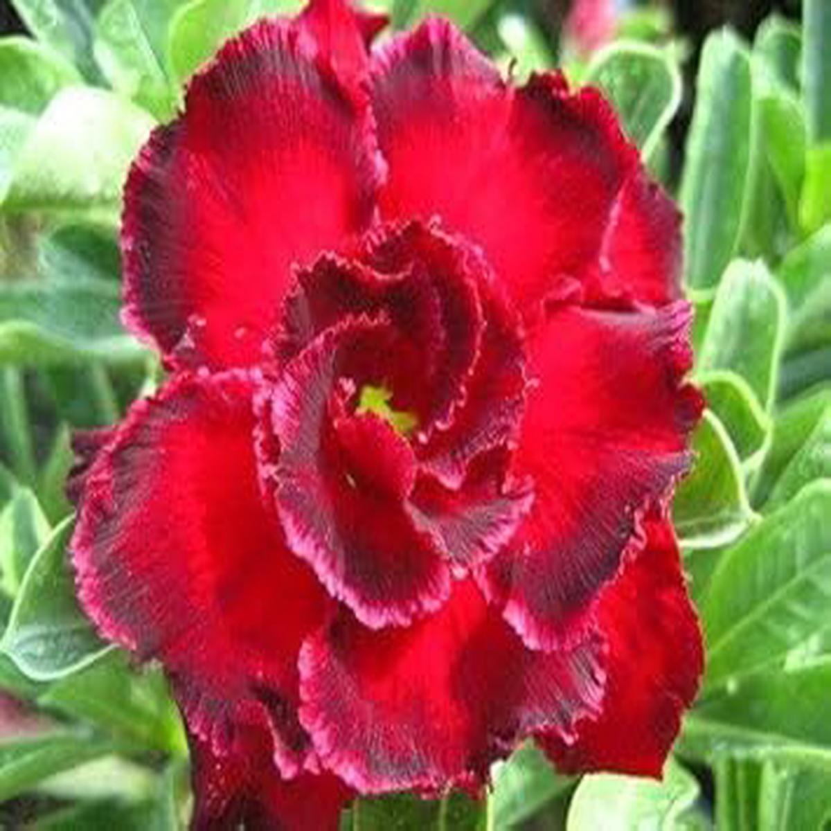 Organic Heirloom Non-GMO Red Adenium Obesum Seeds for Planting