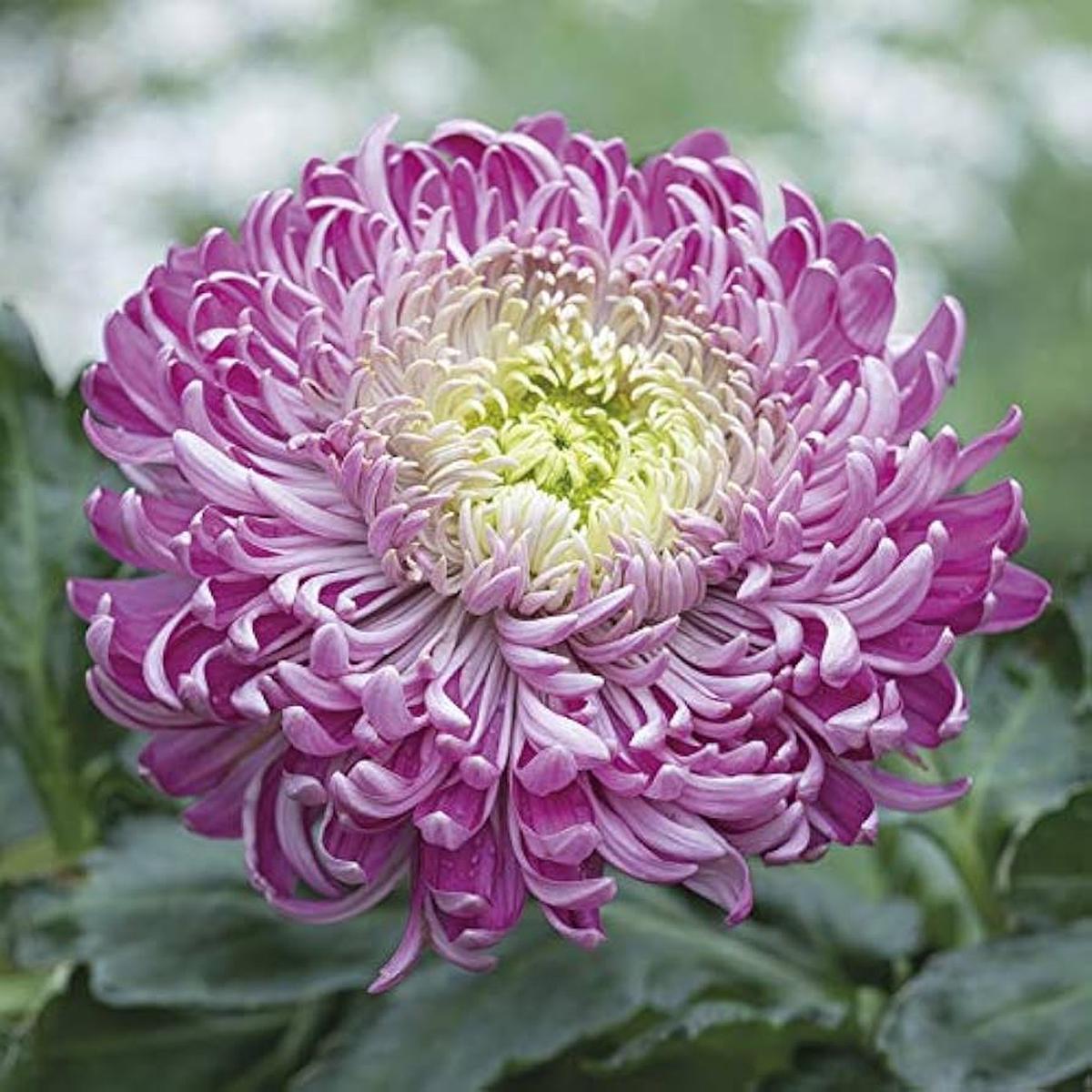 Organic Purple White Chrysanthemum Flower Seeds for Planting  Heirloom, Non-GMO