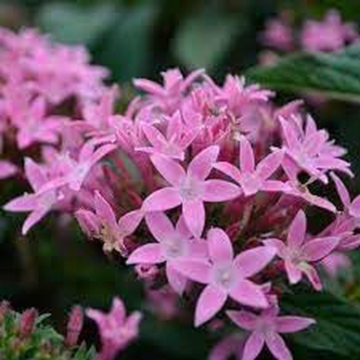 Penta Flower Seeds for Planting  Heirloom, Non-GMO, Fragrant Blossoms Organic Garden Seeds