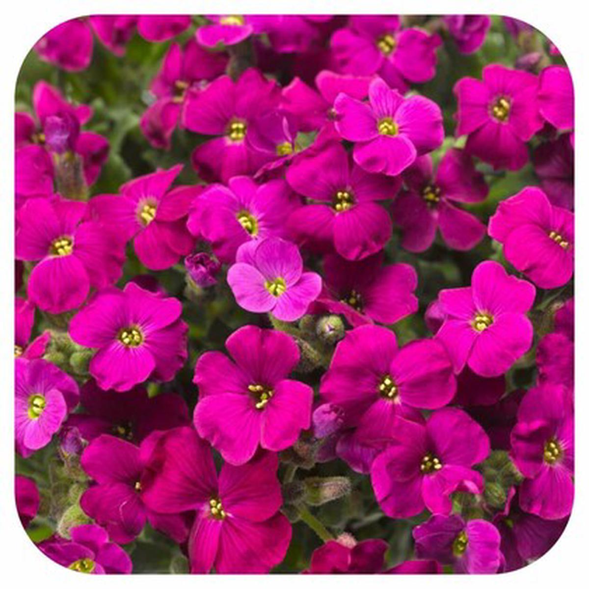 Pink Aubrieta Plant Seeds for Planting – 100