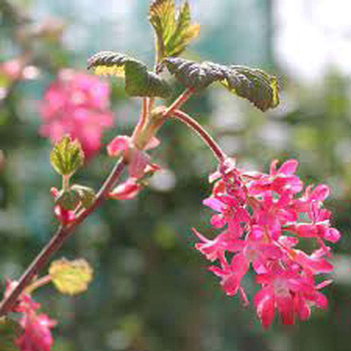 Pink Ribes Sanguineum Flower seeds for Planting – Perfect for Borders, Heirloom & GMO Free Seeds for Home Garden