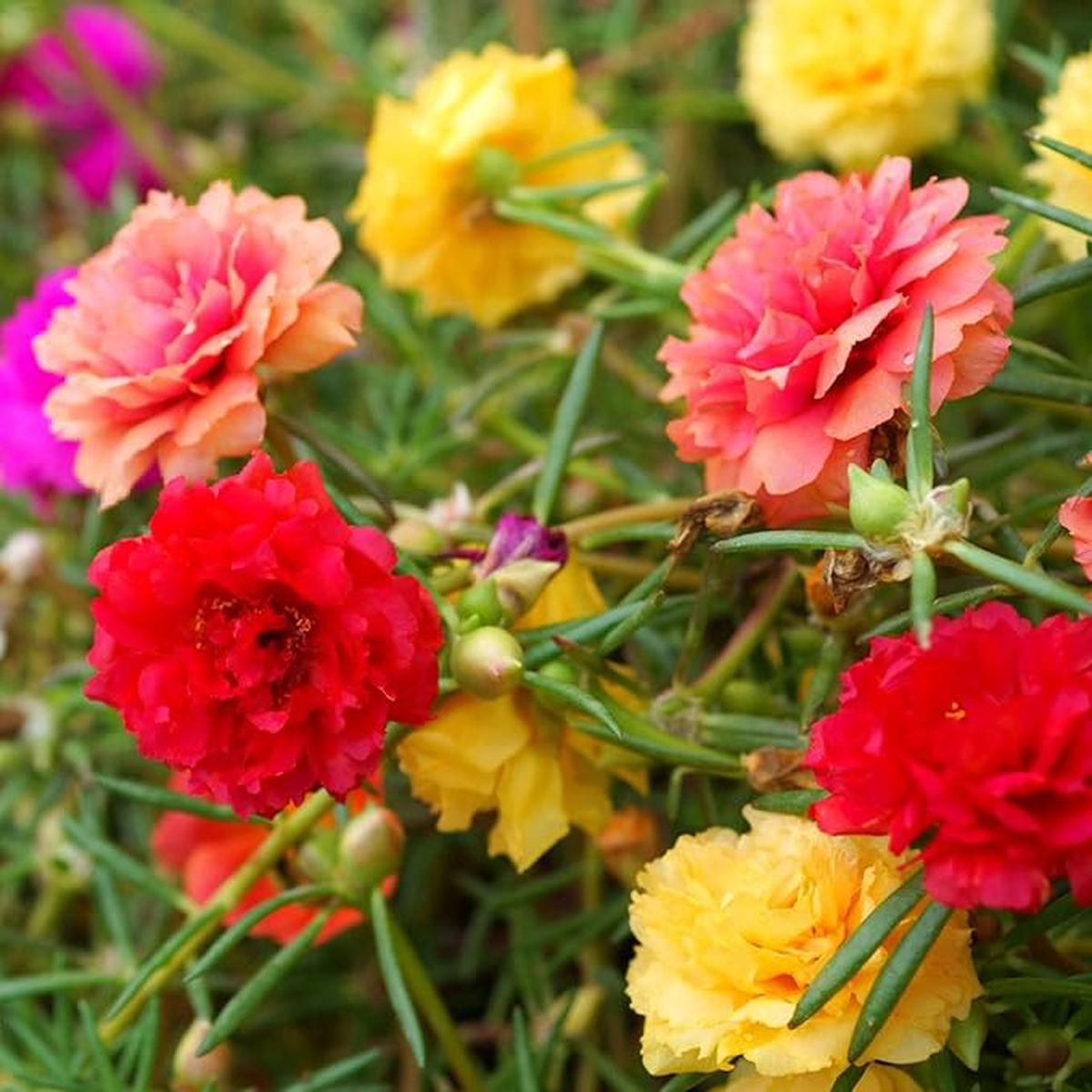 Portulak Seeds for Nutritious, Easy-to-Grow Greens