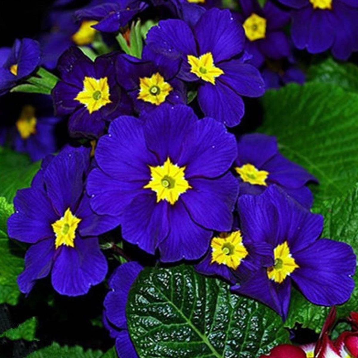Primula Acaulis Flower seeds for Planting Vibrant Colors Heirloom & GMO Free Seeds for Home Garden   Sale