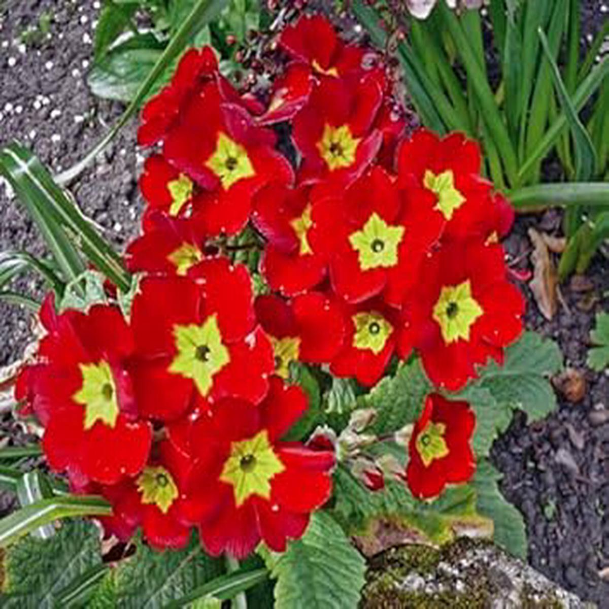 Primula Malacoides Red Flower Seeds  Heirloom Non-GMO Seeds for Garden Planting