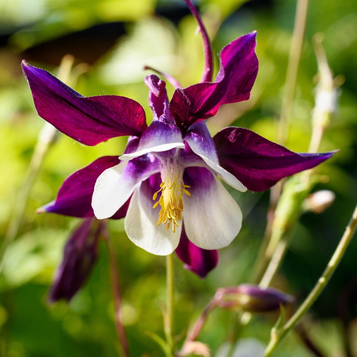 Purple Aquilegia Flower seeds for Planting – Easy to Grow, Heirloom & GMO Free Seeds for Home Garden