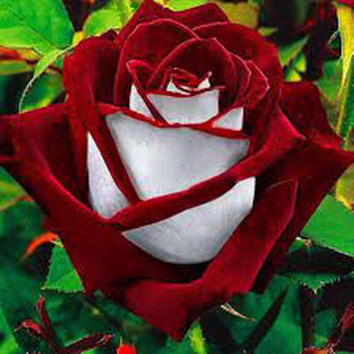 Rare Deep Red & White Osiria Ruby Rose Flower Seeds for Planting | Heirloom Non-GMO Organic Garden Seeds