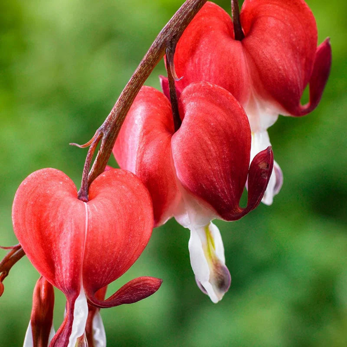 Red Bleeding Heart Perennial Flower Seeds for Planting  Heirloom, Non-GMO, Easy to Grow, Shade Tolerant