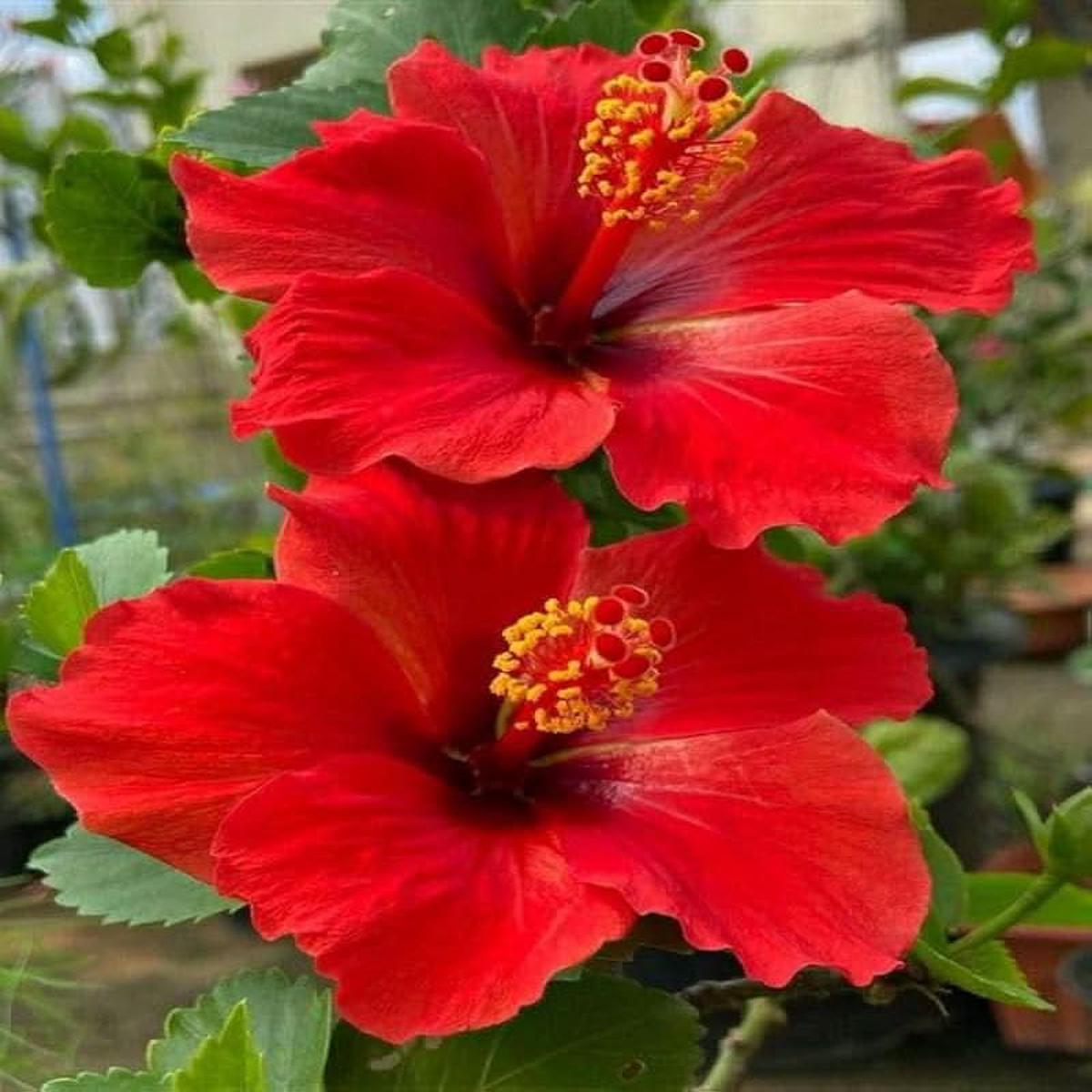 Red Hibiscus Rosa-Sinensis Flower Seeds  Heirloom, Non-GMO Flower Seeds for Planting