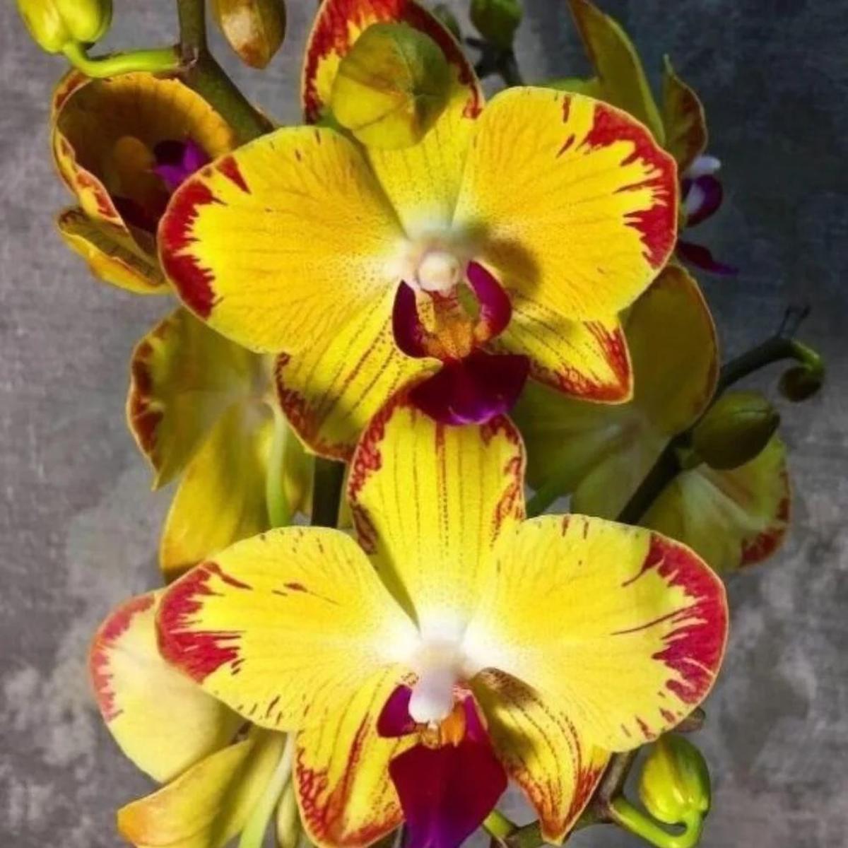 Red Yellow Phalaenopsis Flower Seeds for Planting Heirloom, Non-GMO, Low Maintenance, High Germination