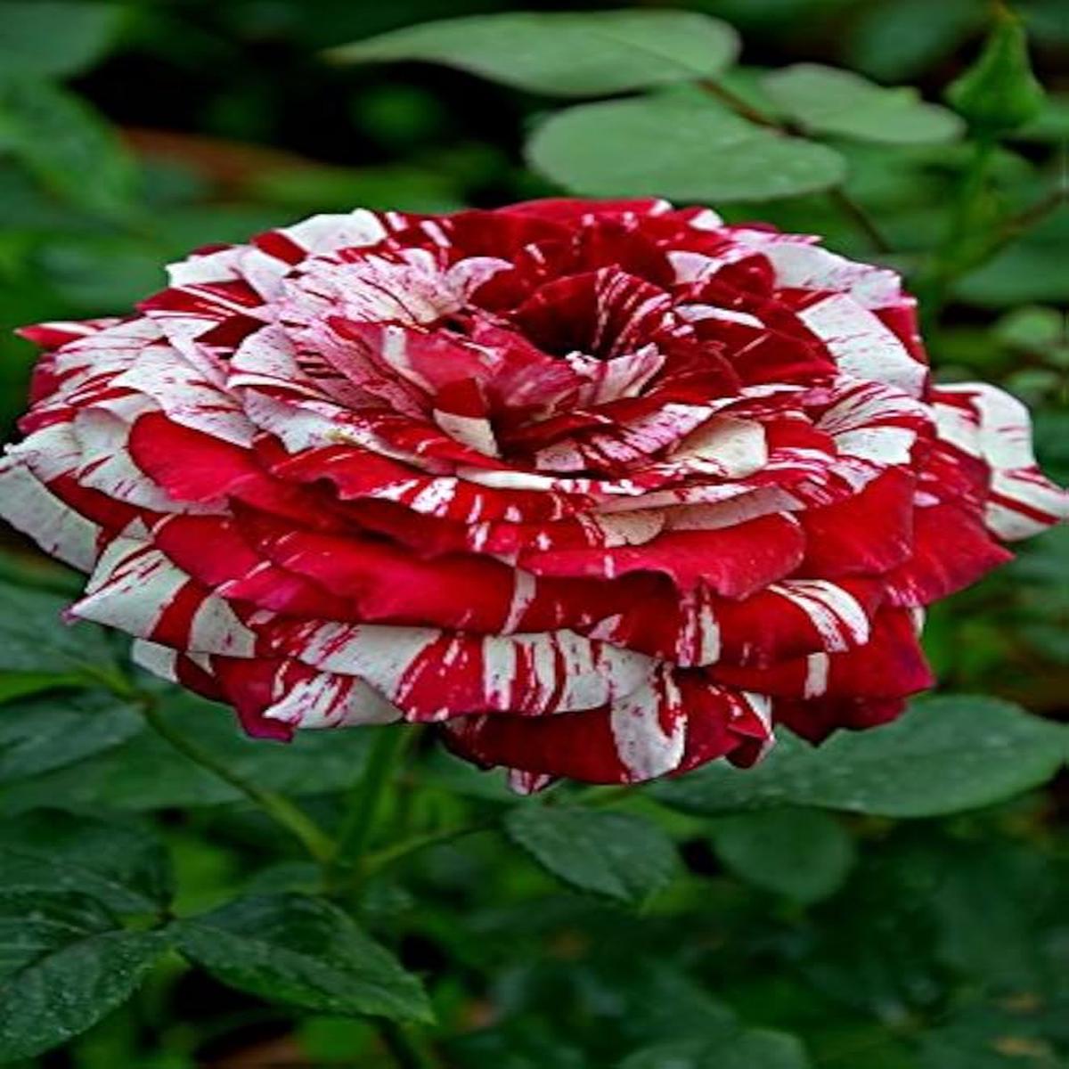 Rose Rosa hybrida flower seeds for planting in home gardens
