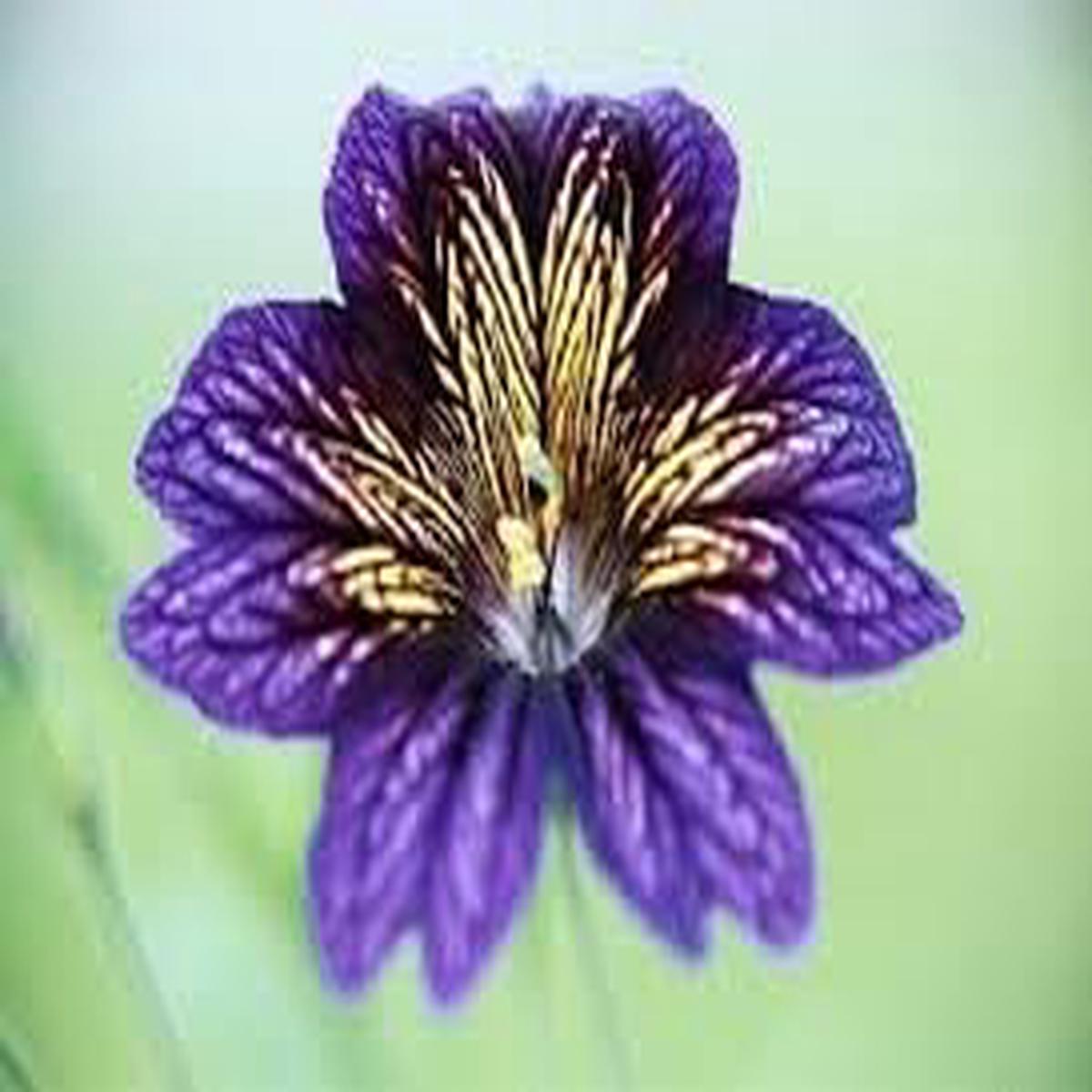 Salpiglossis Flower Seeds  Heirloom Non-GMO Seeds for Vibrant and Decorative Garden Planting