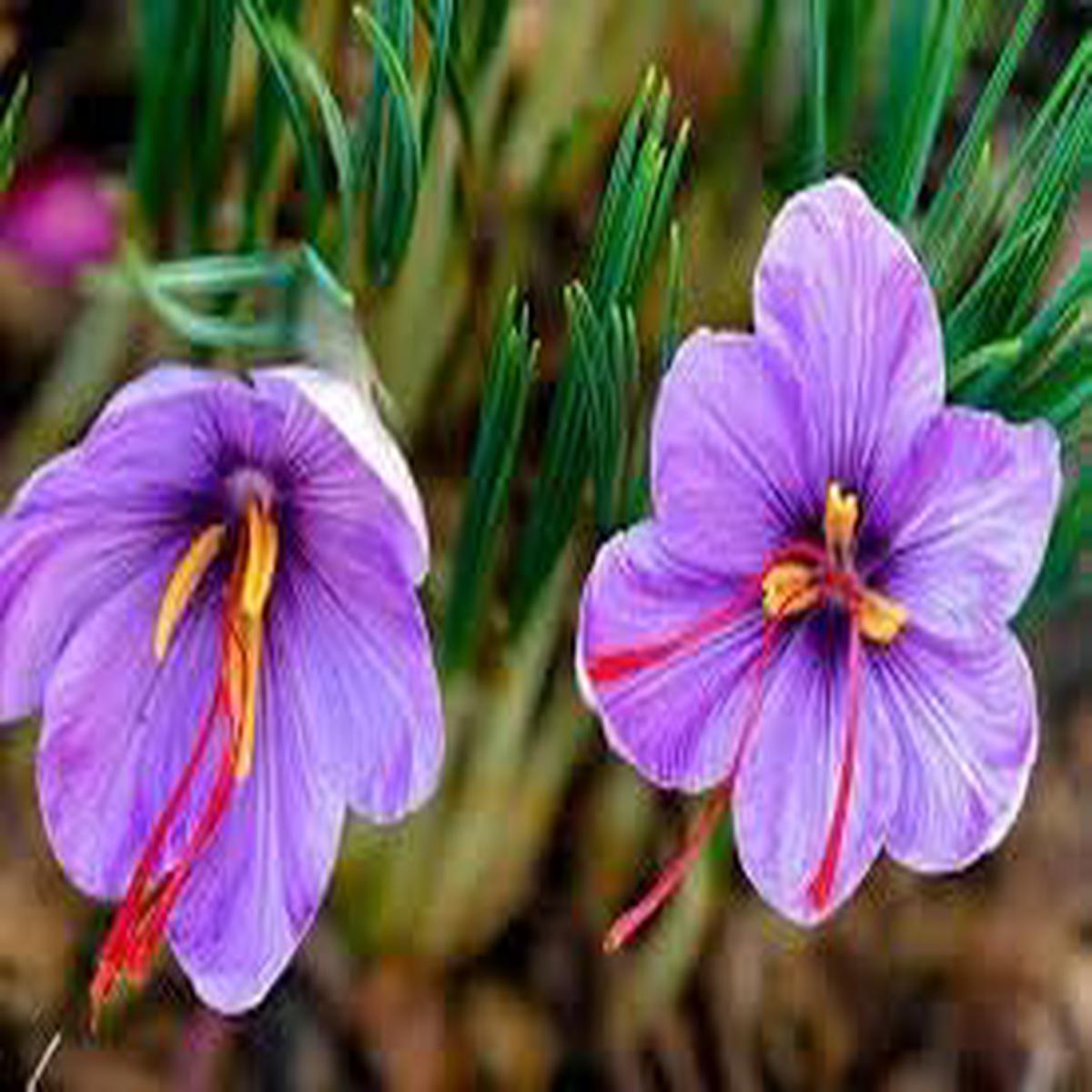 Sativus Flower Planting Seeds for Garden  Non-GMO, Heirloom, High Germination Seeds