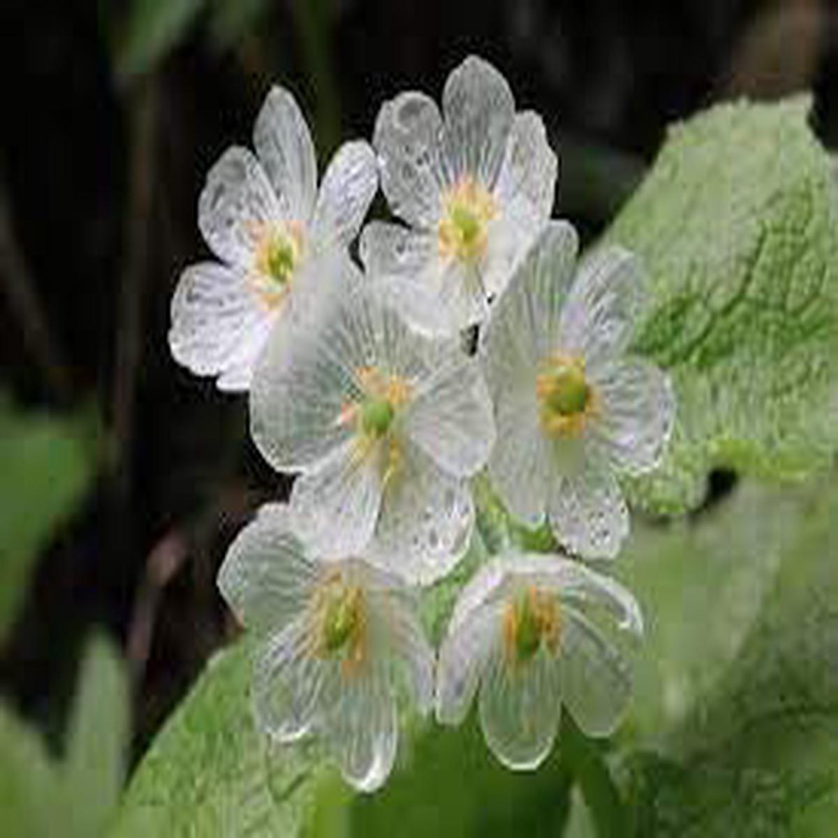 Skeleton Flower Seeds for Planting  Non-GMO Heirloom Organic Garden Seeds, High Germination