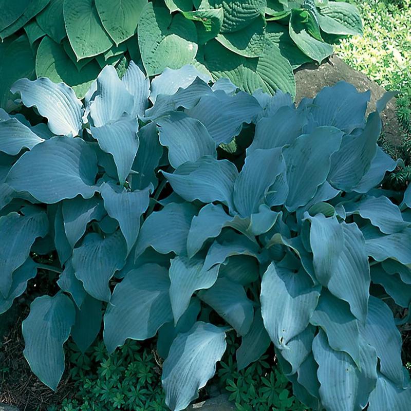 Sky Blue Hosta Plant Seeds