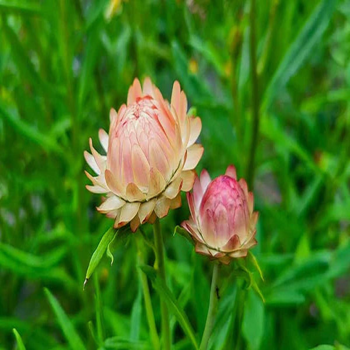 Strawflower Salmon Rose Seeds for Planting – Heirloom and Non-GMO Garden Seeds