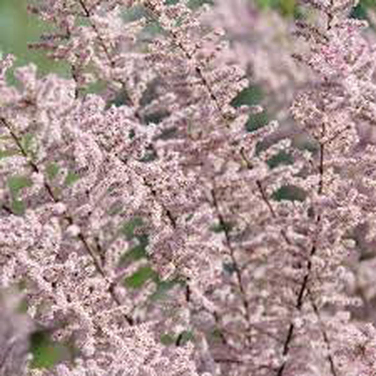 Tamarix Flower Seeds for Planting – 100