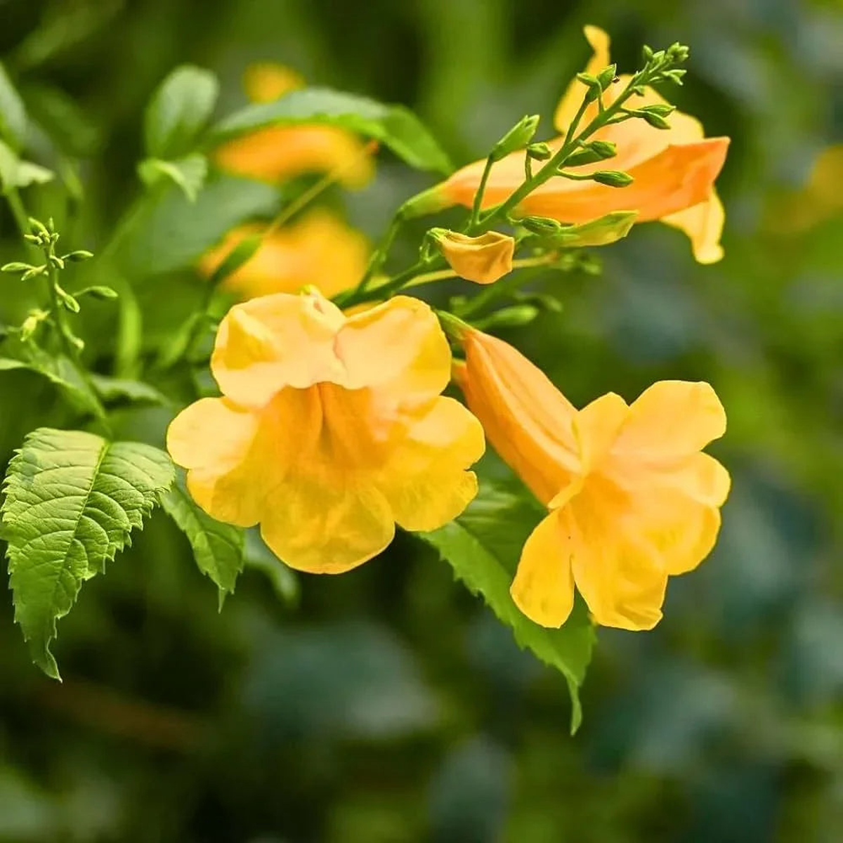 Tecoma Flower Seeds, Essential Planting Guide