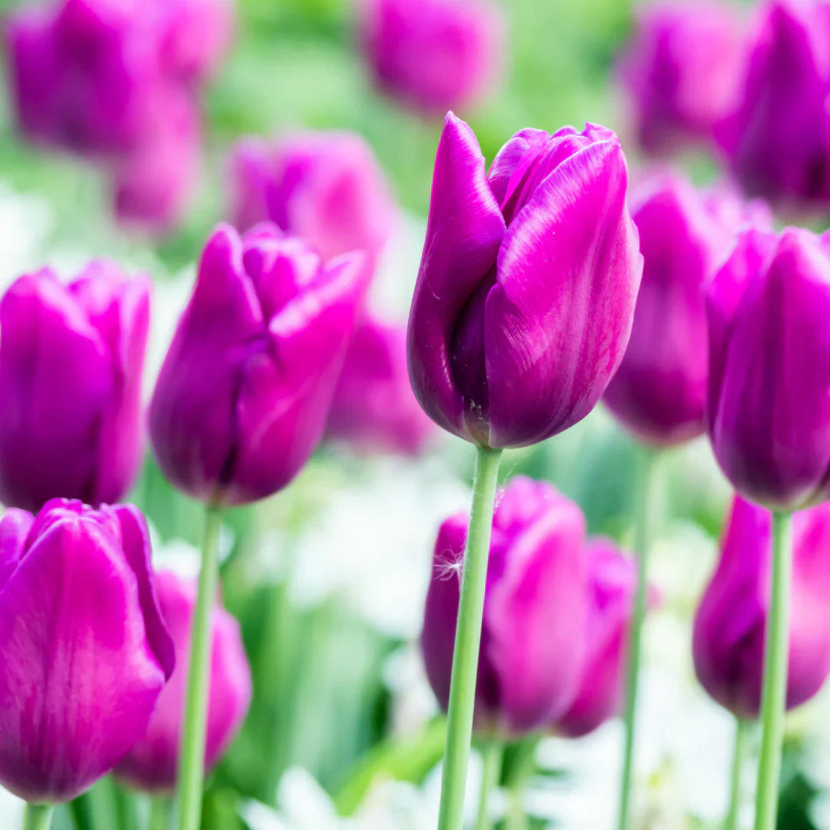 Tulip Flower Seeds for Planting Heirloom Non-GMO High Germination Organic Garden Seeds