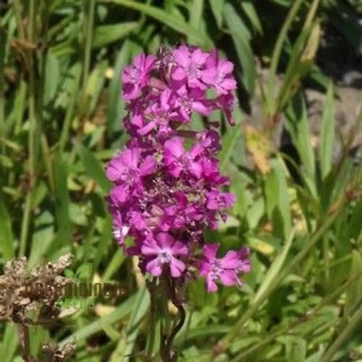 Violet Lychnis Flower Seeds for Planting | Heirloom Non-GMO High Germination Organic Garden Seeds