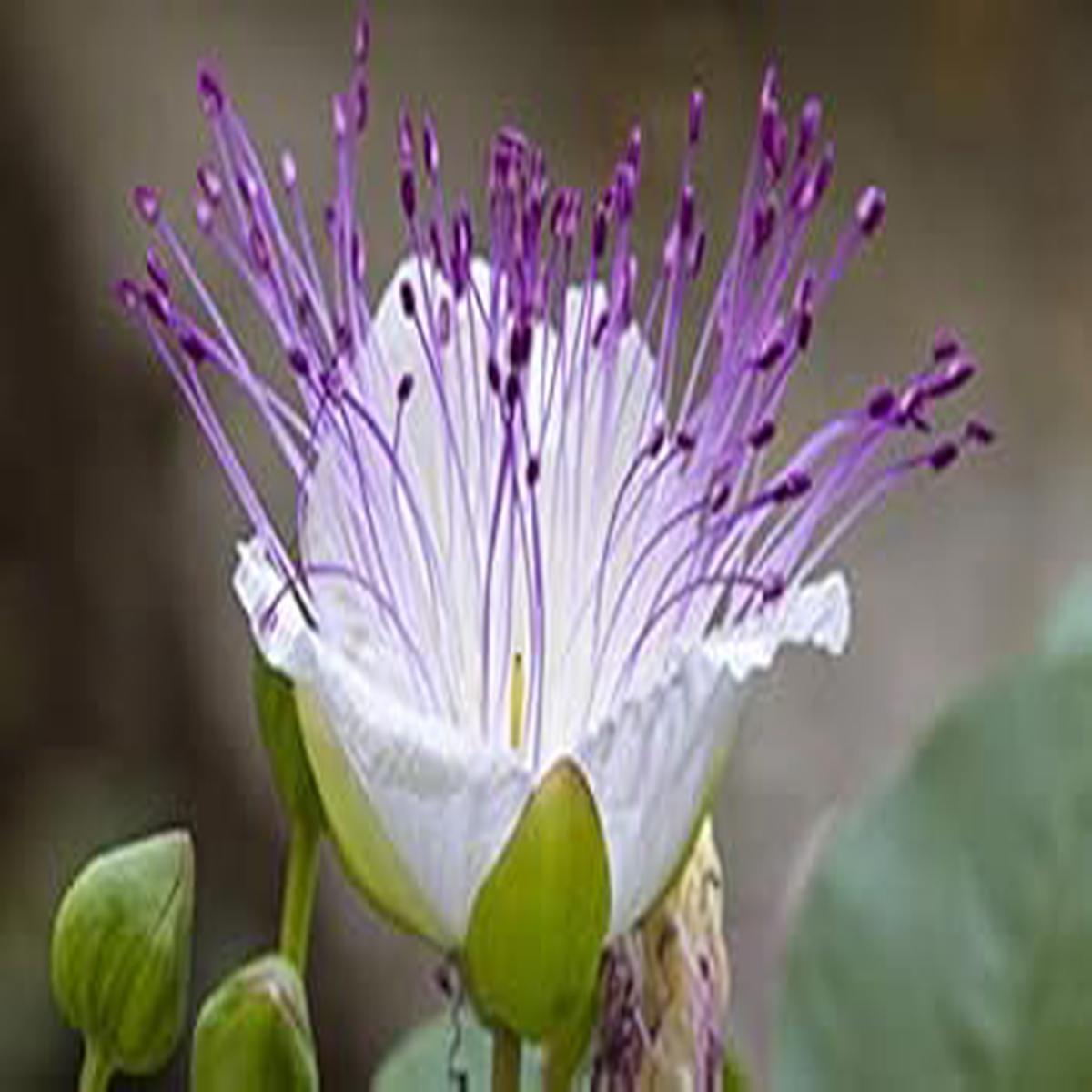 White Caper Bush Flower Seeds for Planting – 100 pcs