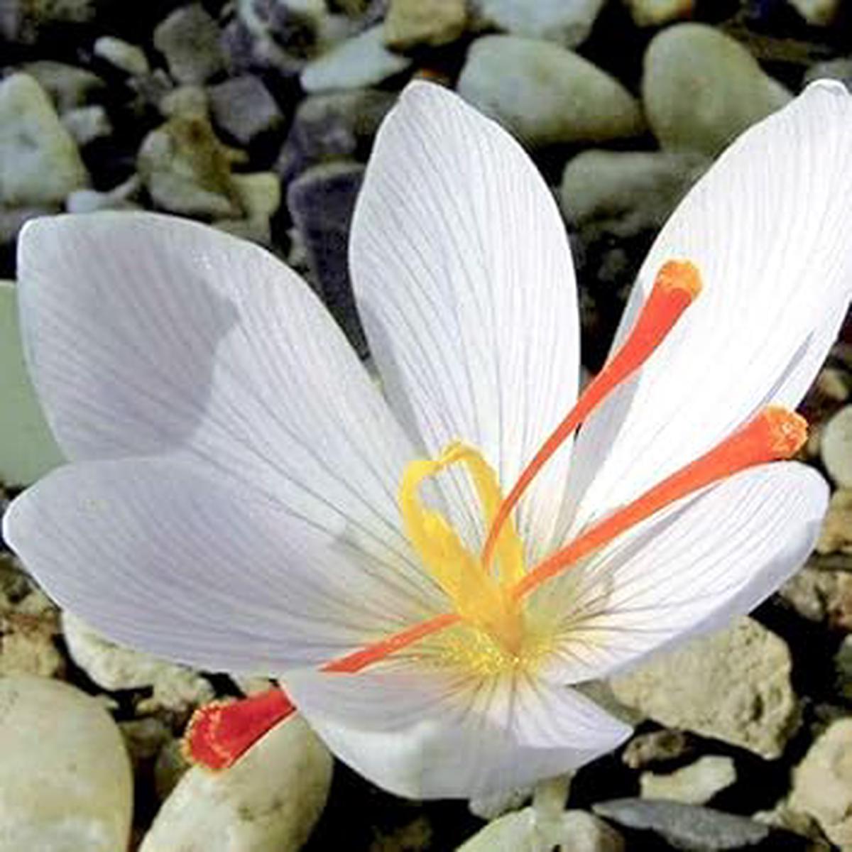 White Crocus Flower seeds for Planting – Premium Quality, Heirloom & GMO Free Seeds for Home Garden Sale