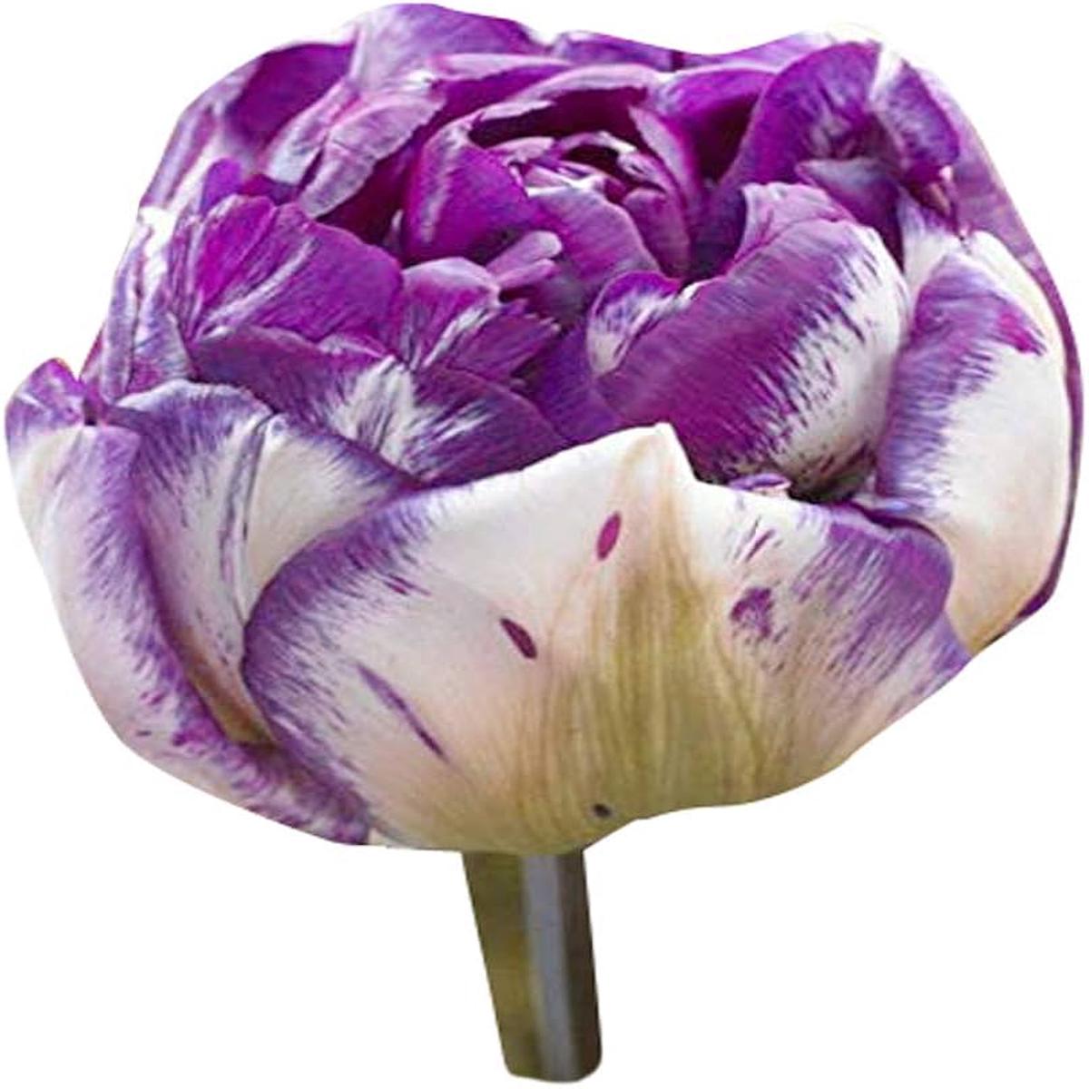 White Lavender Tulip Flower Seeds for Planting Heirloom, Non-GMO, High Germination Garden Seeds