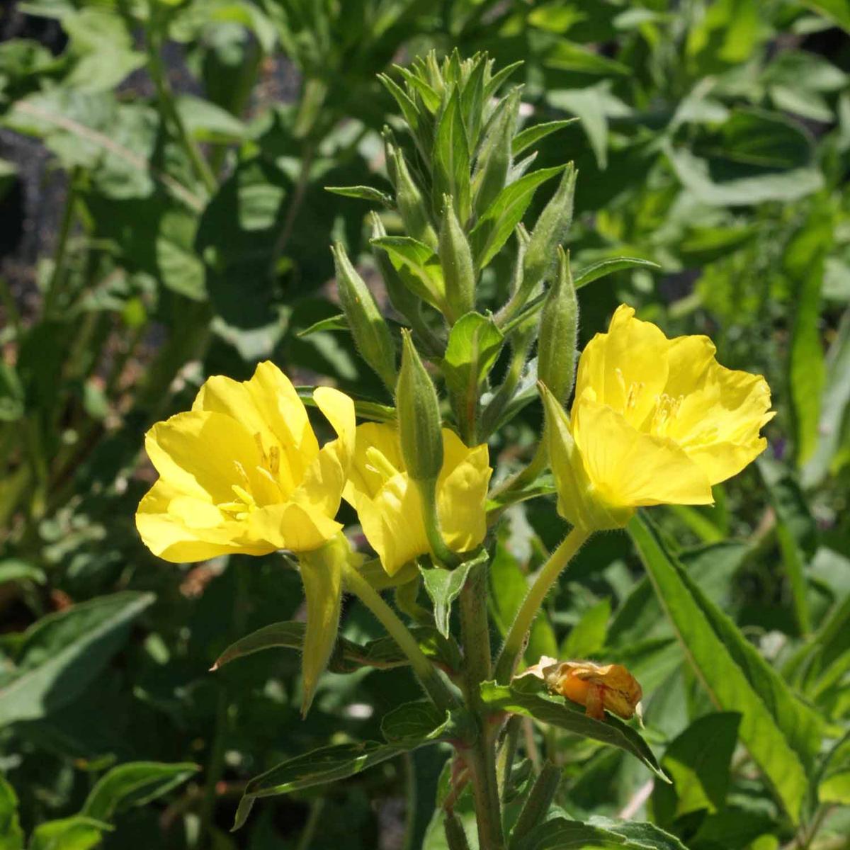 Yellow Evening Primrose (Oenothera biennis) Flower Seeds for Planting  Heirloom, Non-GMO, Pollinator-Friendly, Perennial