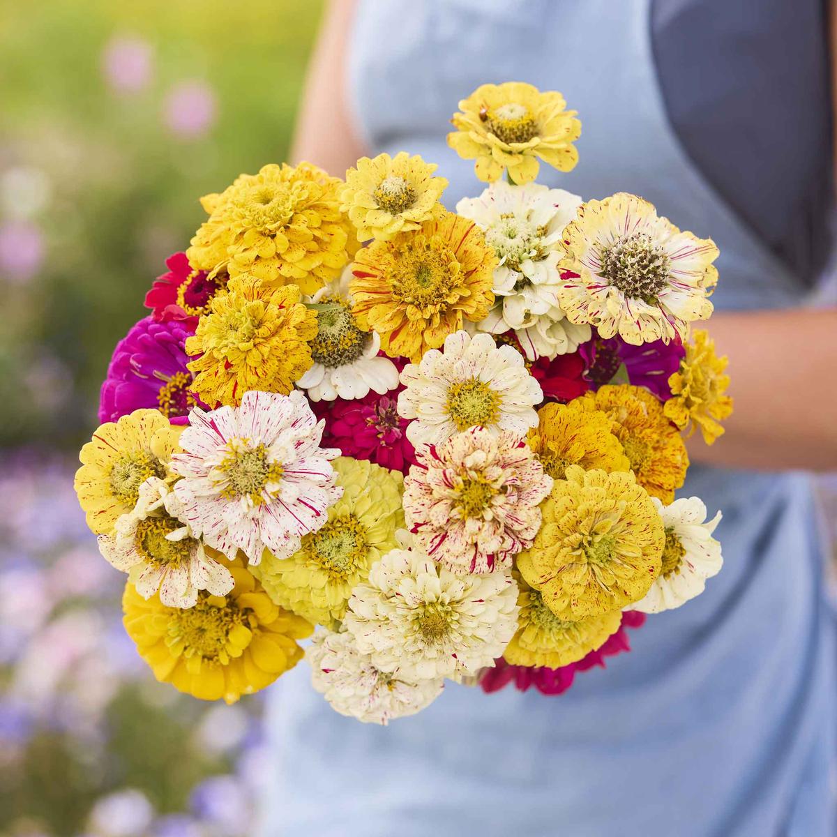 Zinnia Seeds – Candy Stripe Mixed