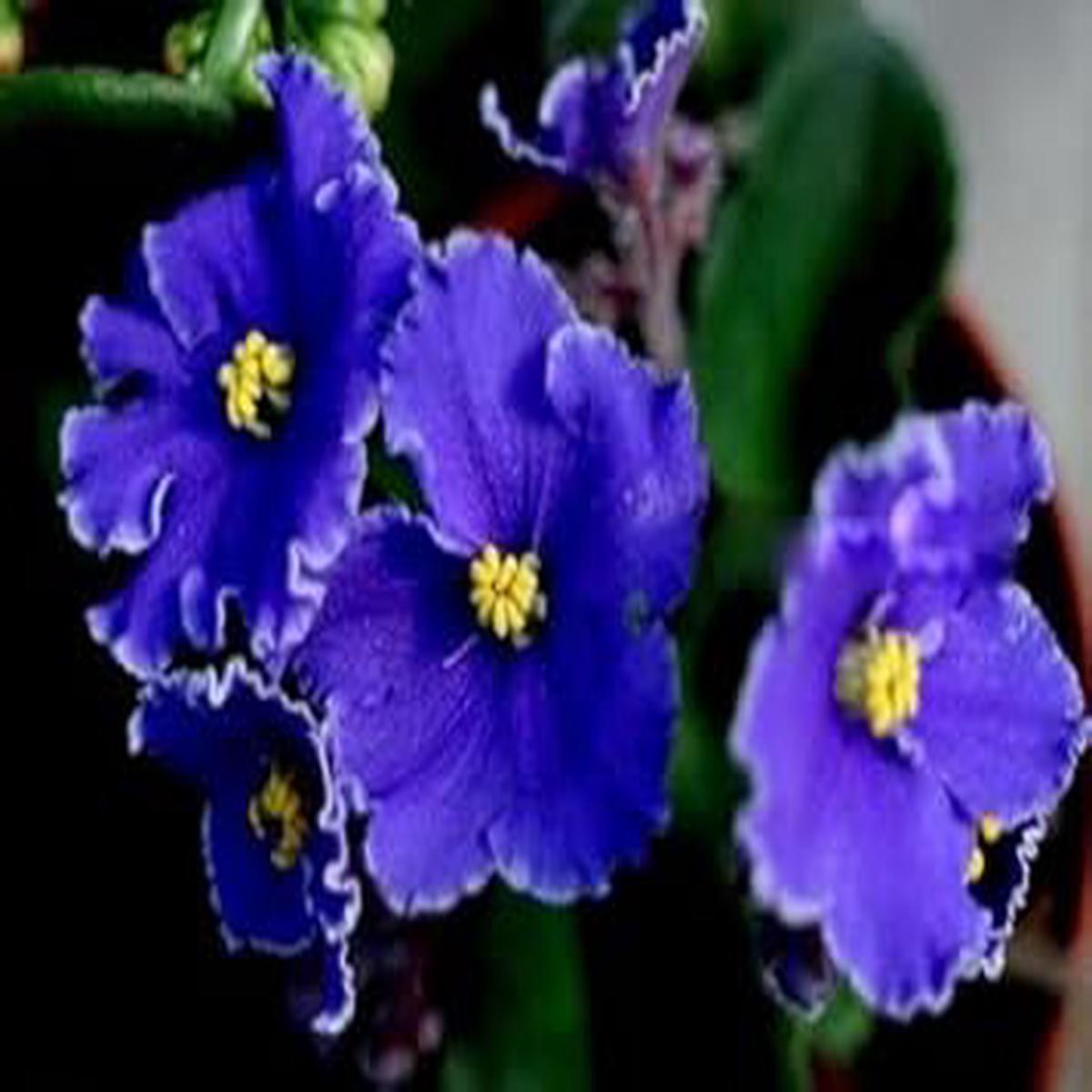 African Violet Flower Seeds for Planting, Blue Blooms, 100 pcs