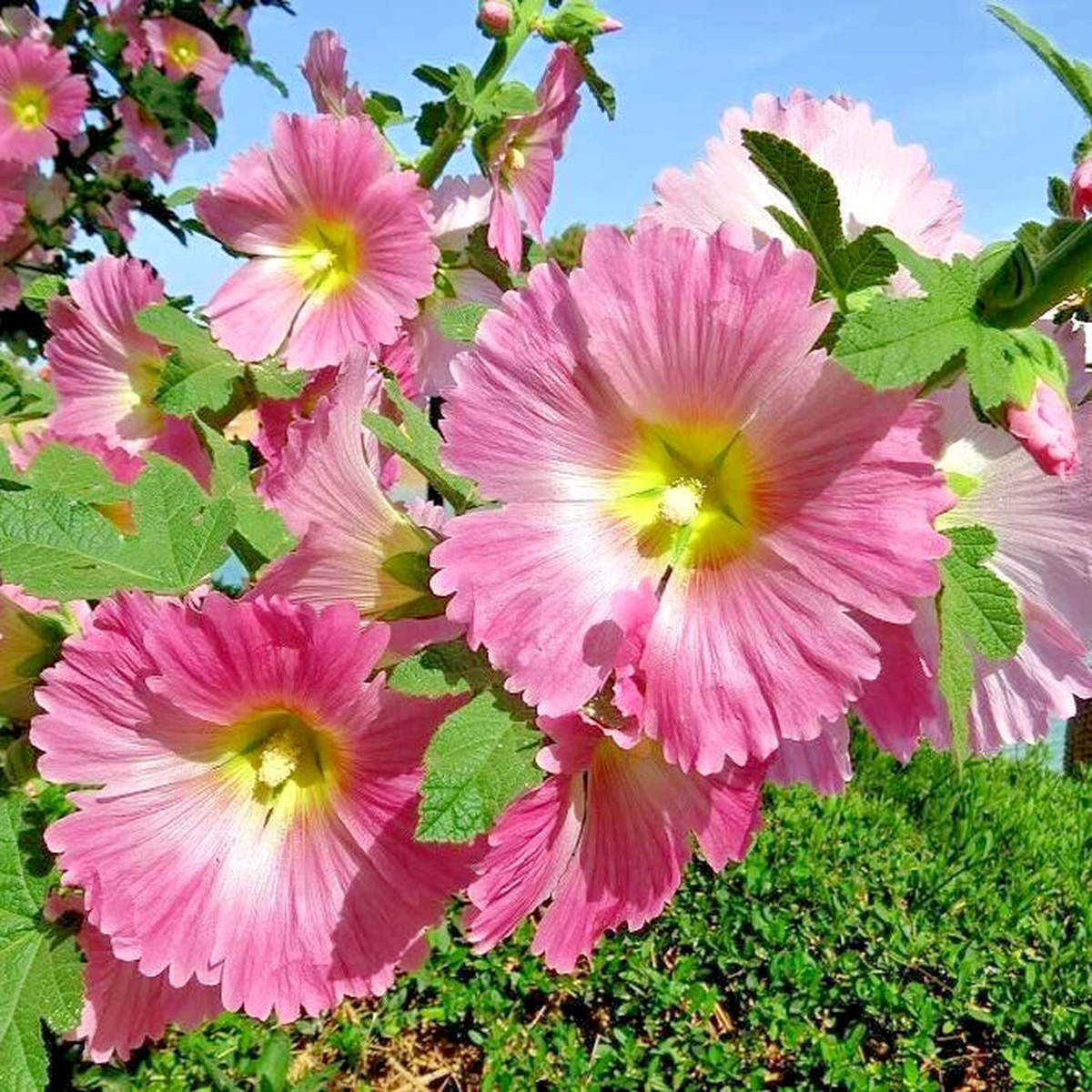 ANTWERP HOLLYHOCK Seeds Shipping Alcea ficifolia Hollyhock Flower Seeds  Heirloom, Non-GMO, High Germination Organic Garden Seeds