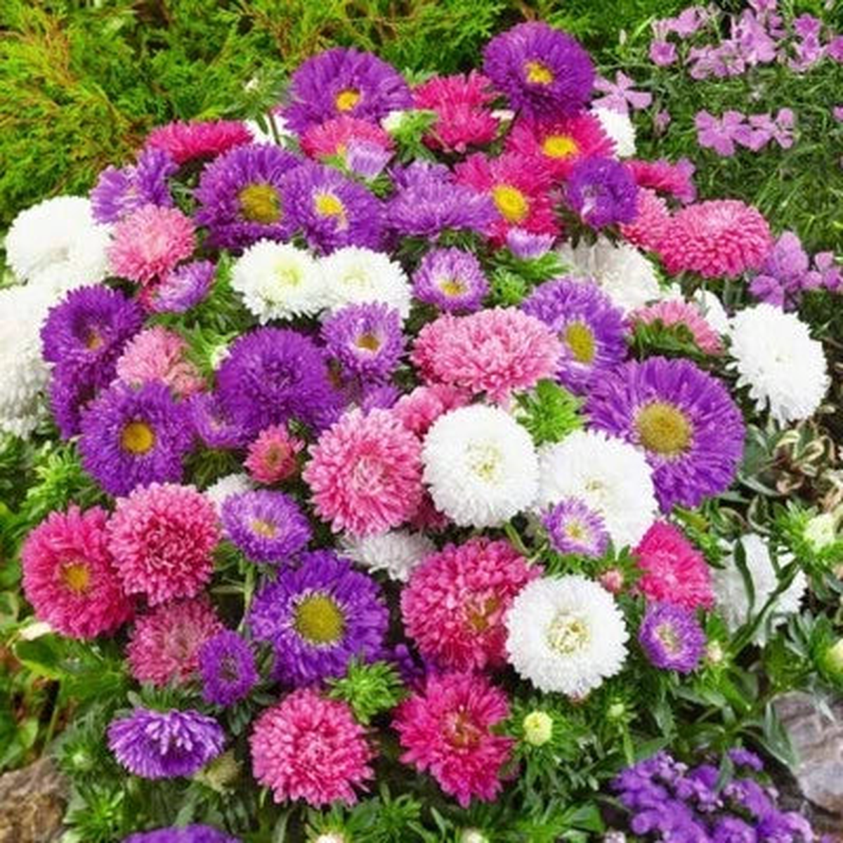 Aster Dwarf Colour Carpet Mix Seeds  Low-Growing Compact Double Heirloom, Non-GMO