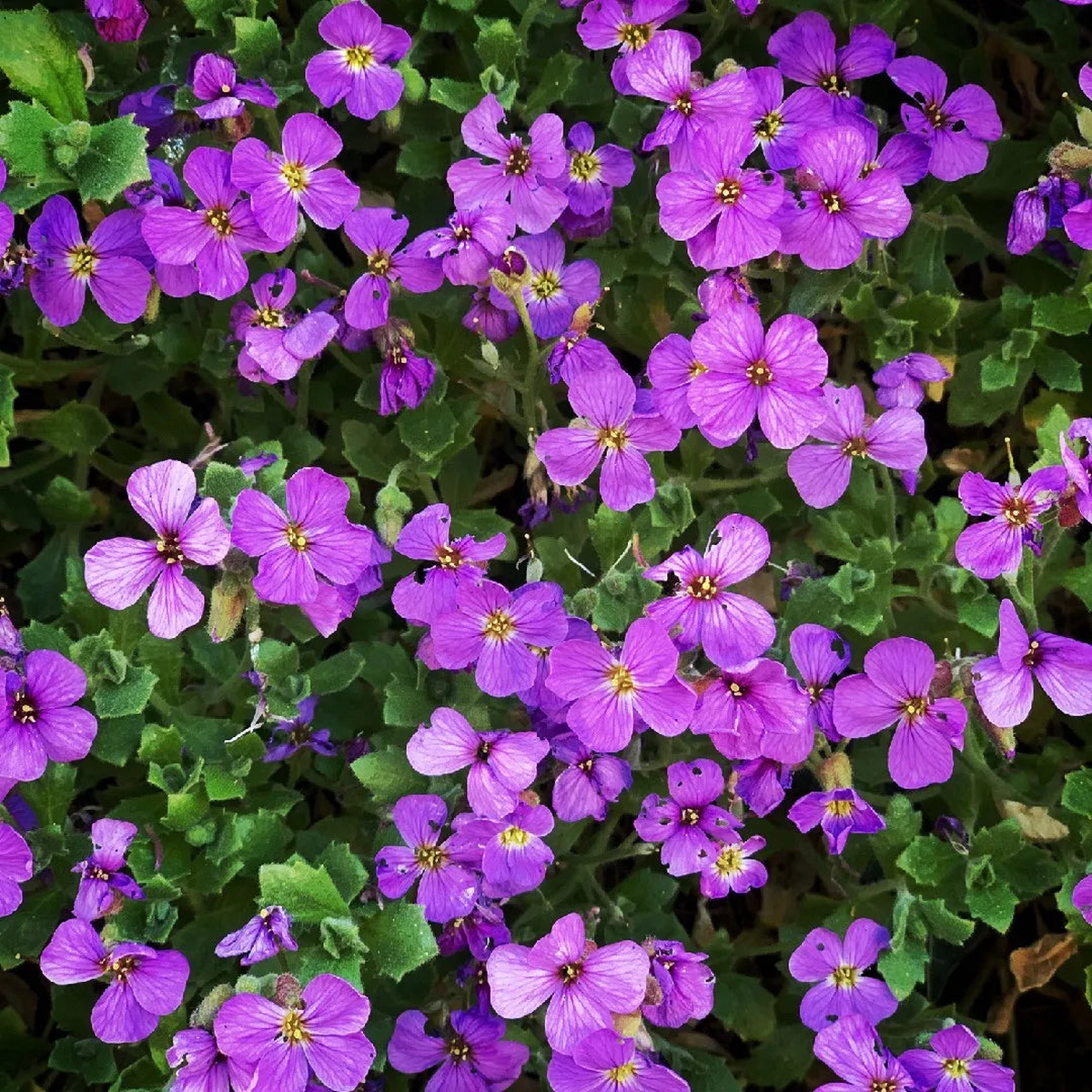 Aubrieta Cascade Viola Rock Cress Aubrieta Deltoidea Flowering Seeds For Planting