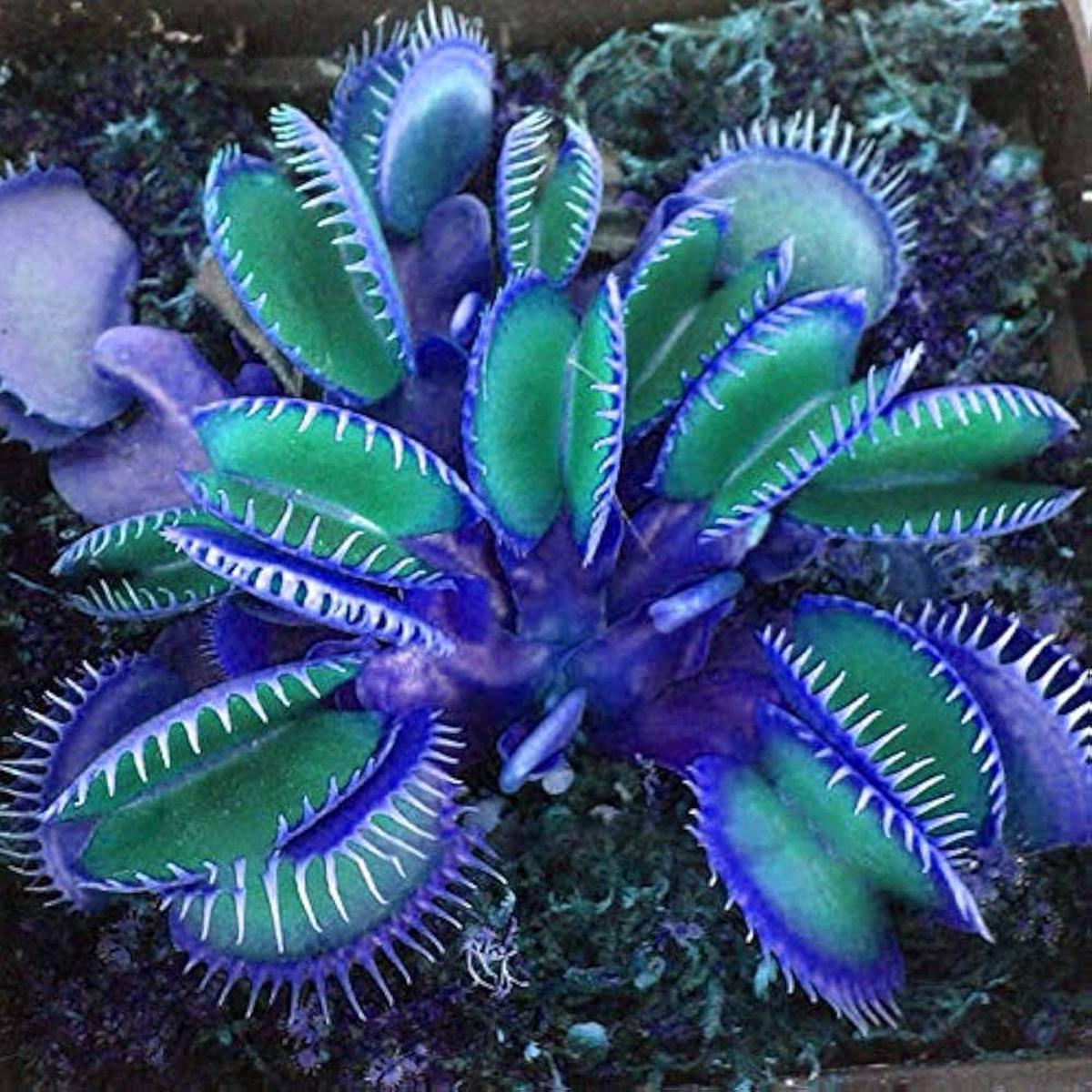 Blue Green Venus Fly Trap Seeds Flower Seeds for Planting  Sun Loving, Heirloom & Non-GMO Garden Seeds