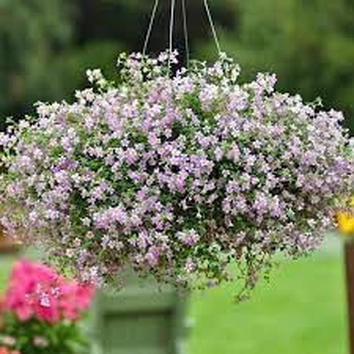 Blutopia Flower Seeds for Planting, Heirloom, Non-GMO, 100