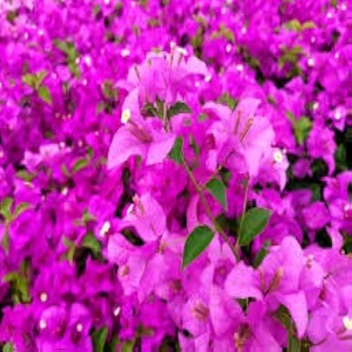 Bougainvillea Spectabilis Plant Seeds for Bright, Climbing Flowers